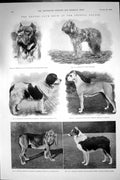 Old Print 1898 Kennel Club Dog Show Crystal Palace Brooke Brough Hamilton 19th