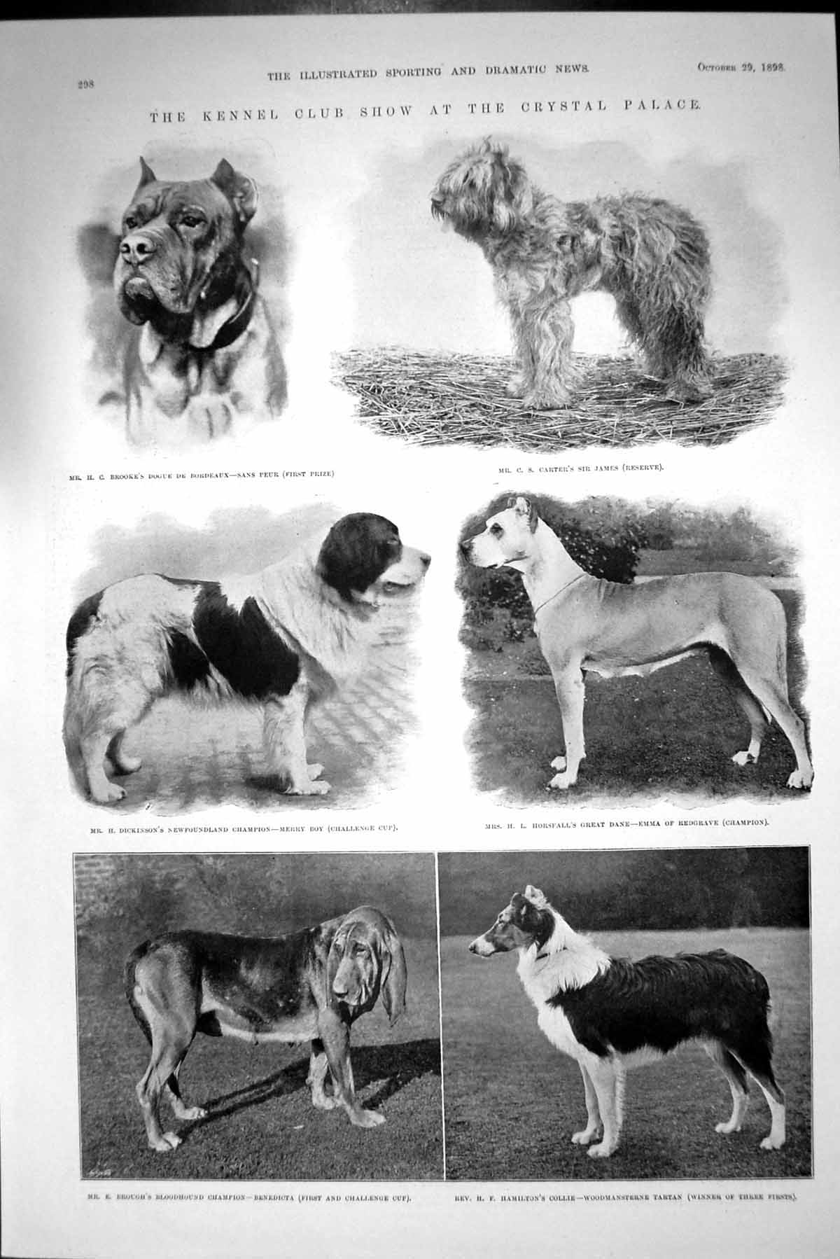 Old Print 1898 Kennel Club Dog Show Crystal Palace Brooke Brough Hamilton 19th