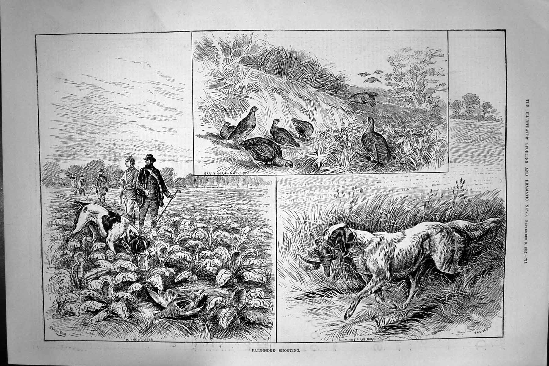 Old Antique Print 1887 Partridge Shooting Hunting Birds Sport Hounds Dogs 19th