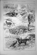 Antique Old Print 1893 Deer Hunting Sport Blackcock Birds Beaters Shooting 19th