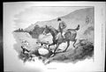 Original Old Antique Print Recovering The Line Horse Rider Hunting Dogs 1897