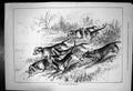 Original Old Antique Print Lord Wolvertons BloodhoundsDogs Chase 1877