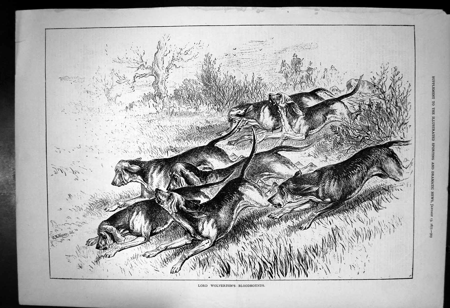 Original Old Antique Print Lord Wolvertons BloodhoundsDogs Chase 1877