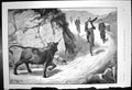 Original Old Antique Print Cycling Disputed Road Bull Horns Front Cyclists 1891