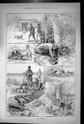Original Old Antique Print Days Ferreting Dogs Digging Out Woods 1888 Victorian