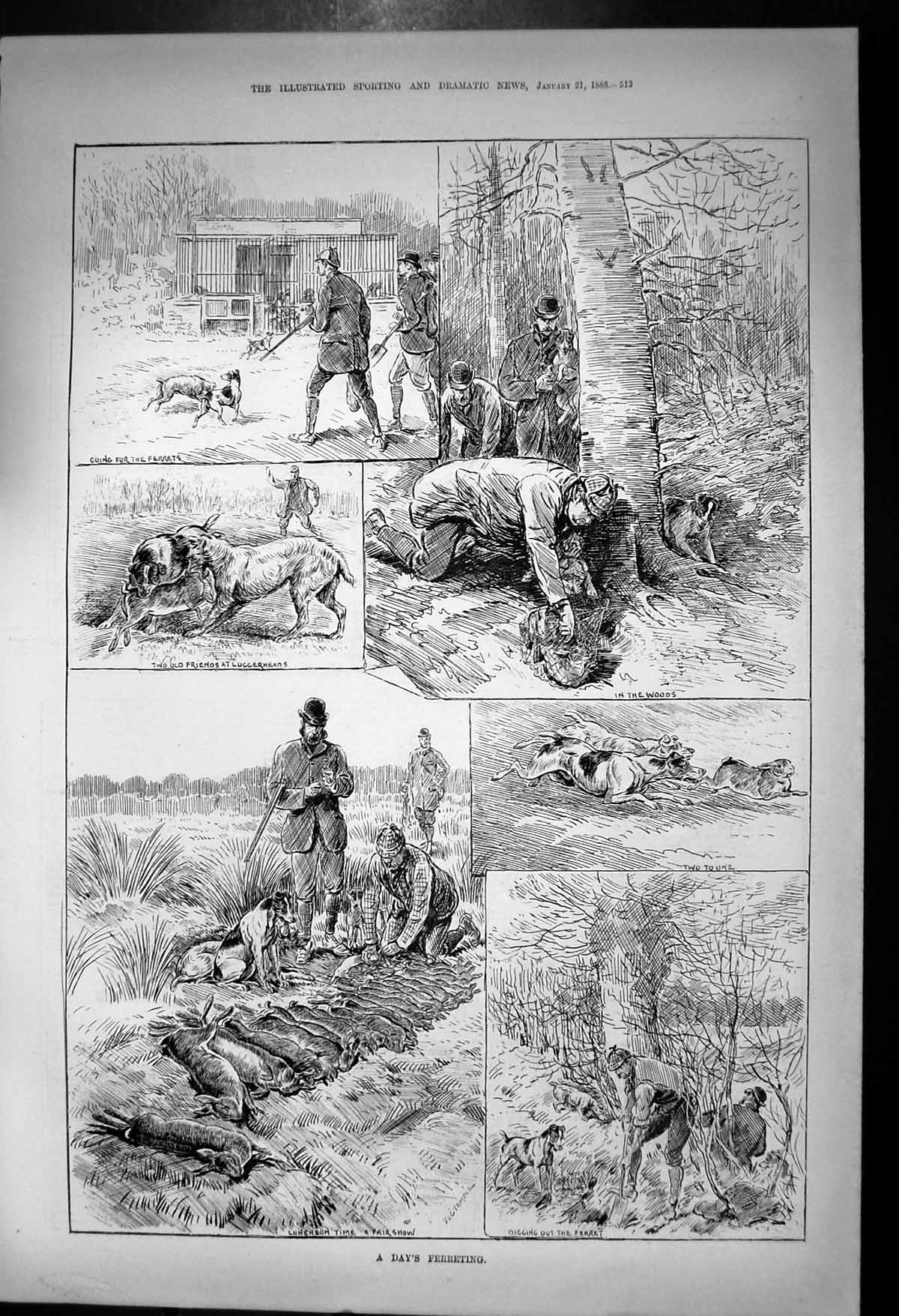 Original Old Antique Print Days Ferreting Dogs Digging Out Woods 1888 Victorian