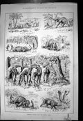 Original Old Antique Print Elephant Hunting Hamran Arabs Chopping Ivory 1887