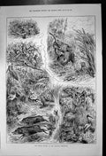 Antique Print Indian Jungle Colonial Exhibition Elephants Snakes Tiger 1886