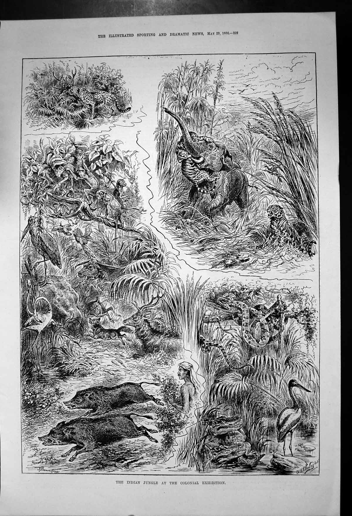 Antique Print Indian Jungle Colonial Exhibition Elephants Snakes Tiger 1886