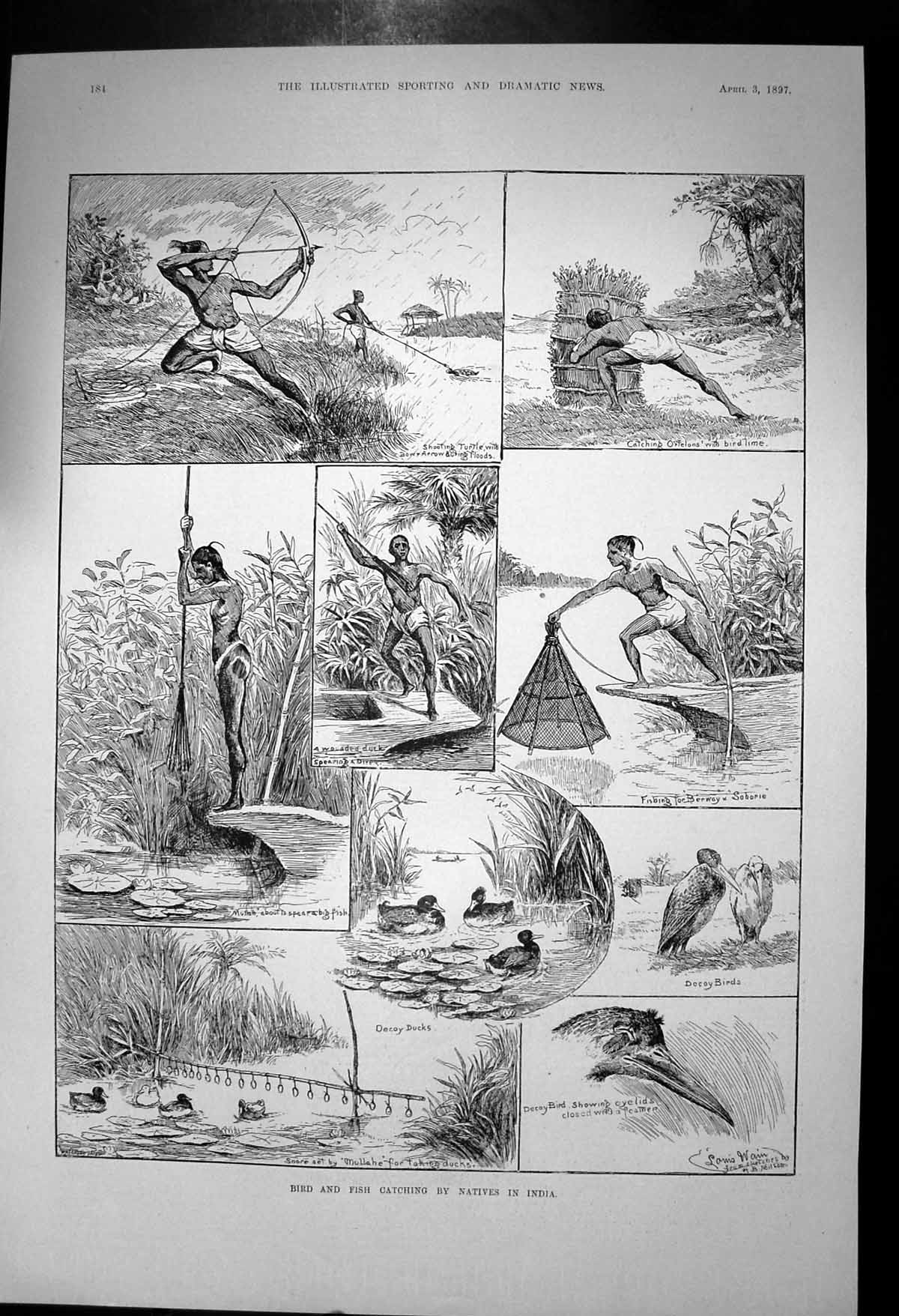 Old Bird Fish Catching Natives India Shooting Turtle Decoy Duck 1897 Victorian