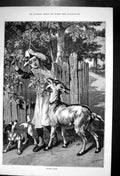 Original Old Antique Print Nannies Feast Girl Dog Goat Eating Leaves Tree 1887