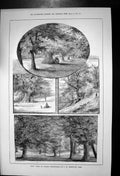 Original Old Antique Print Bits Greenwich Park Woodland Scenes Park Bench 1880