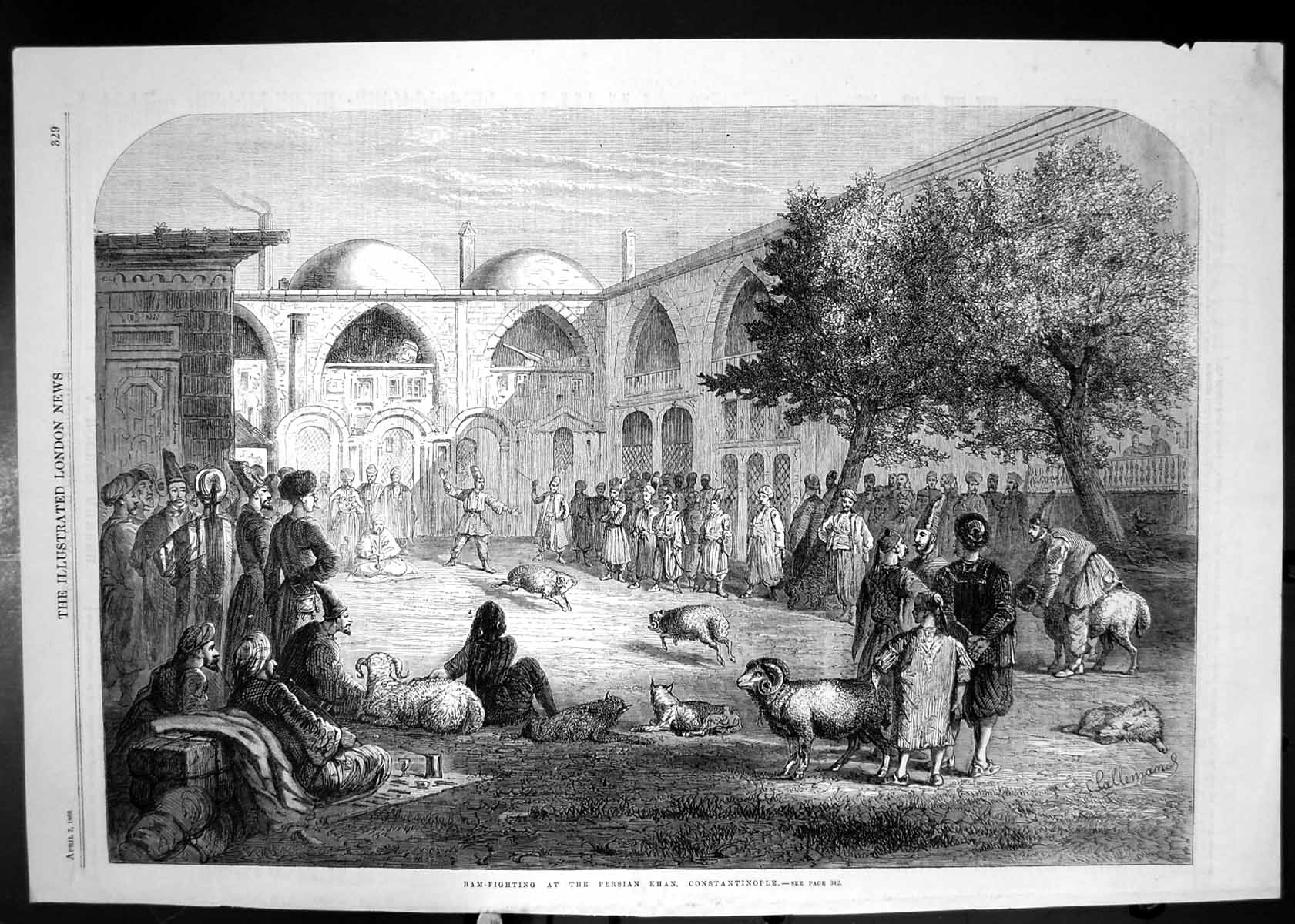 Original Old Antique Print 1866 Sheep Ram Fighting Persian Khan Constantinople