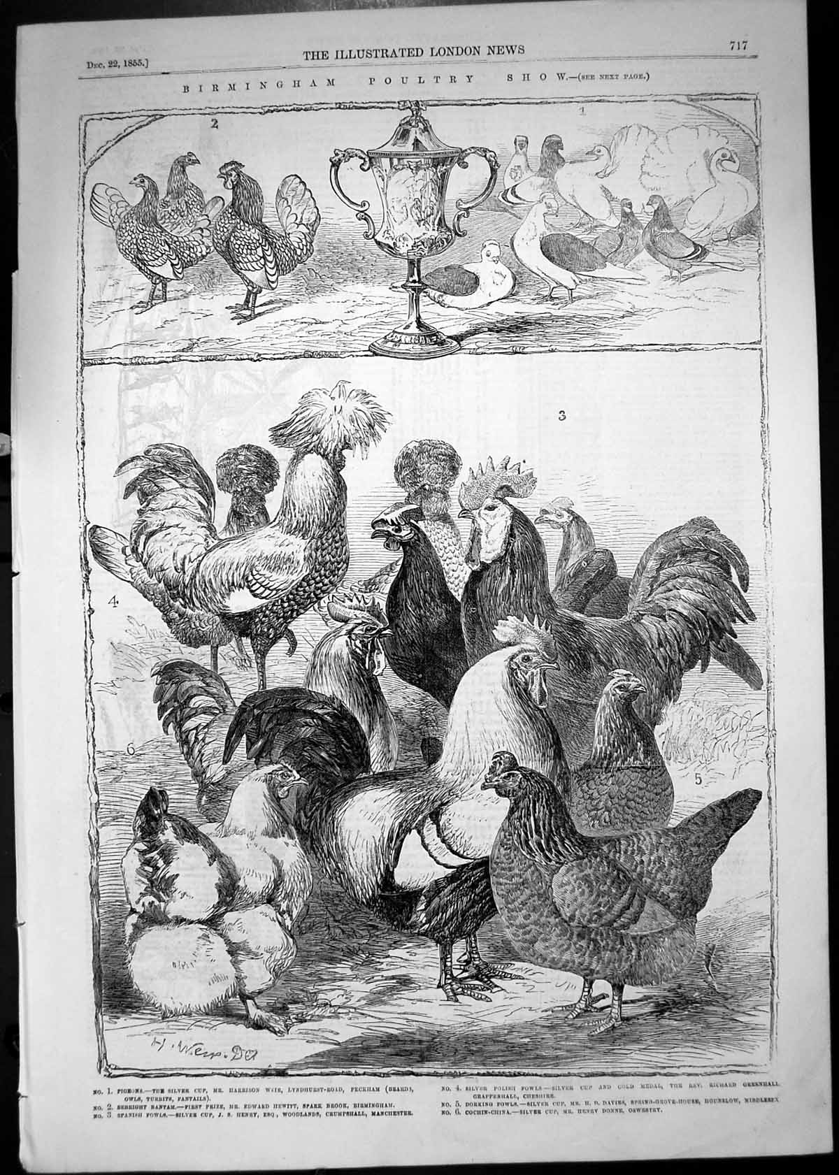 Antique Old Print 1855 Birmingham Bird Show Pigeons Bantam Cochin-China Fowls