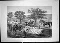 Original Old Antique Print 1885 Lime Cutting India Sport Horses 19th