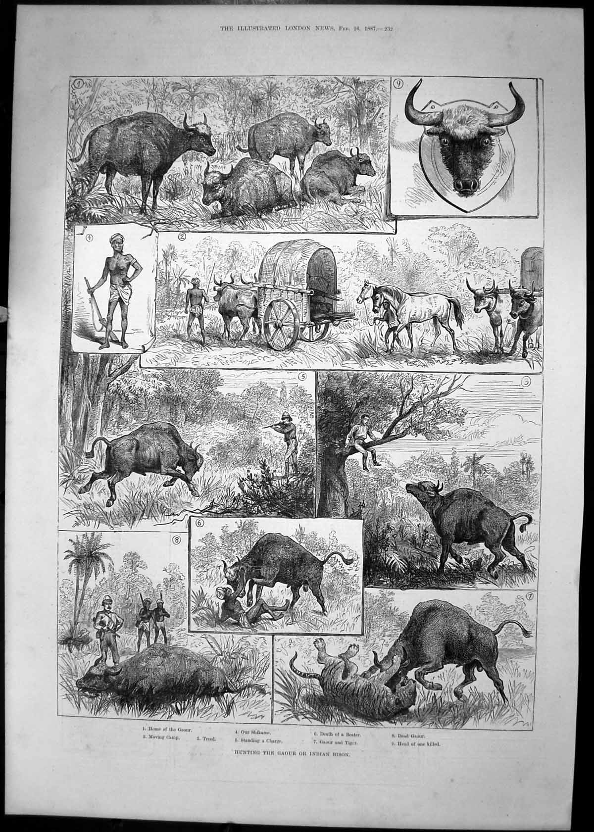 Original Old Antique Print 1887 Hunting Gaour Indian Bison Shikaree Tiger Sport