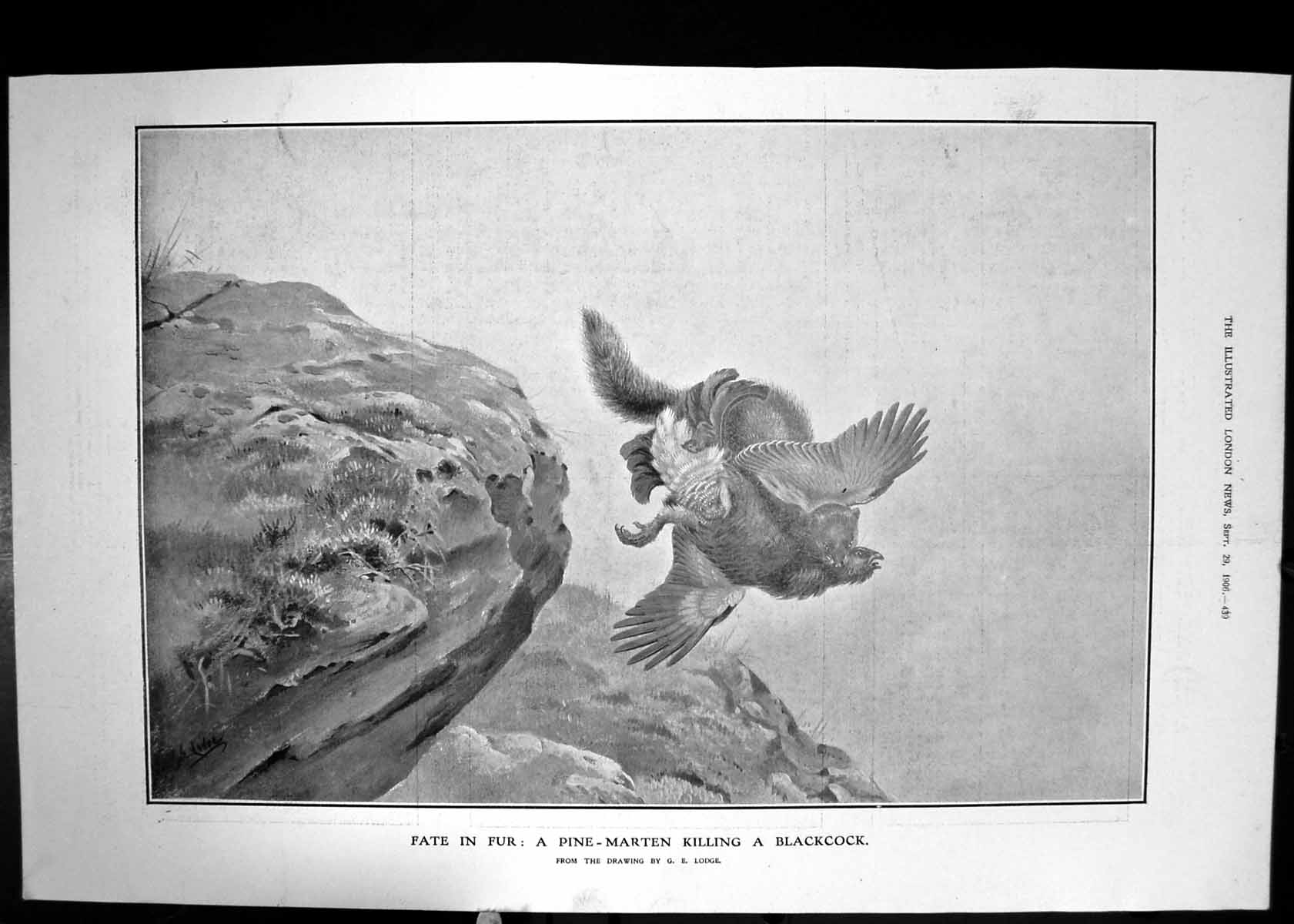 Original Old Antique Print Pine-Martin Killing Blackcock Bird Lodge 1906 20th