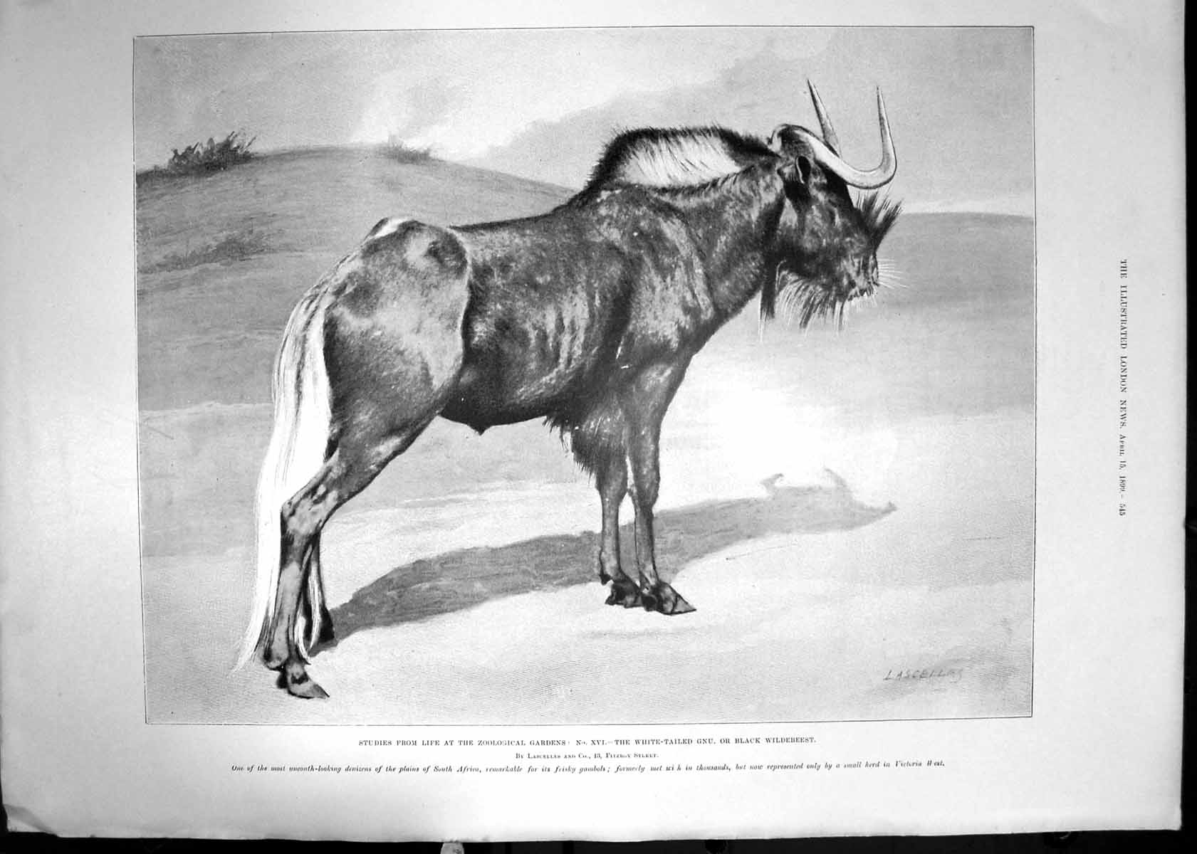 Antique Old Print 1899 White-Tailes Gnu Black Wildebeest Zoological Gardens