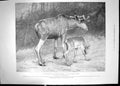 Old Antique Print 1899 Moose Father Child Zoological Gardens Animals Snow 19th