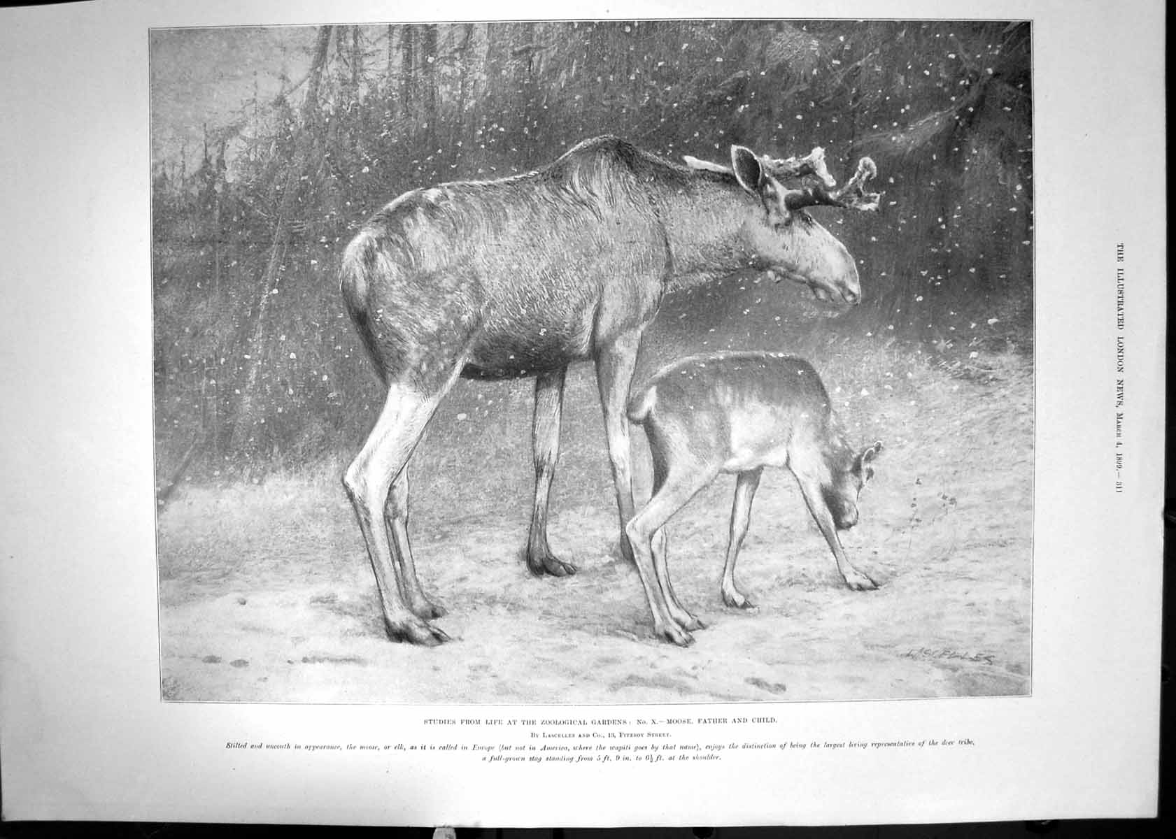 Old Antique Print 1899 Moose Father Child Zoological Gardens Animals Snow 19th