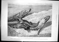 Old Antique Print 1899 Common Alligators Mississippi Zoological Gardens 19th