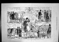 Old Print 1880 Prince Wales Norfolk Fat Cattle Show Colman Mustard Mills 19th