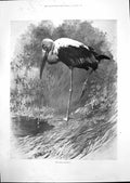 Original Old Antique Print 1900 Indian Tantalus Birds 20th Century
