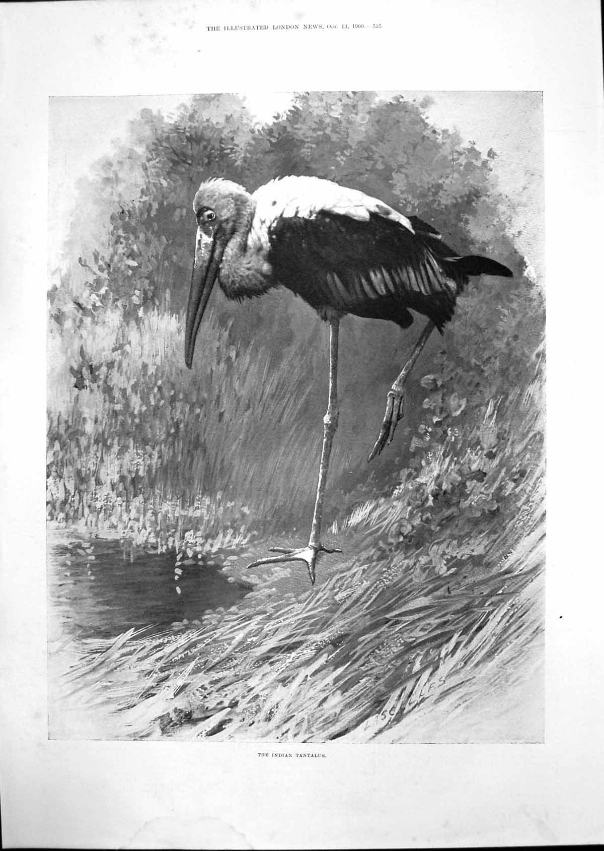 Original Old Antique Print 1900 Indian Tantalus Birds 20th Century