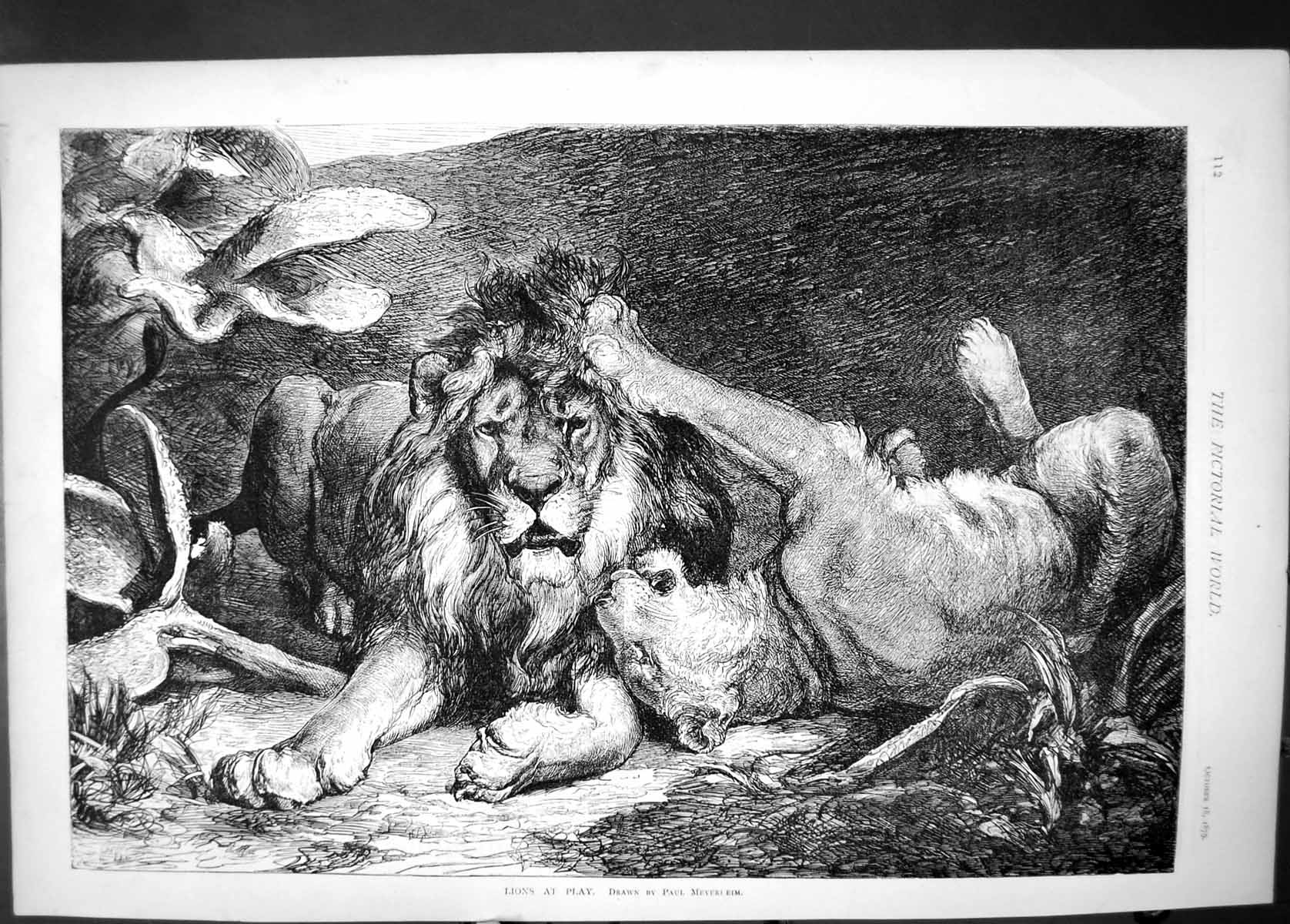 Original Old Antique Print 1879 Lions Play Wild Animals Paul Meyerleim 19th