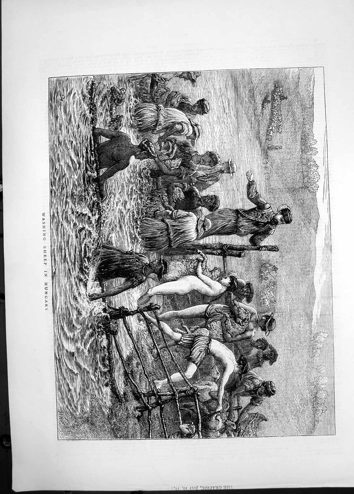 Original Old Antique Print Washing Sheep Hungary Agriculture 1872 Victorian