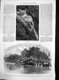 Original Old Antique Print Launch Cheltenham Life Boat Galago Maholi Zoo 1886