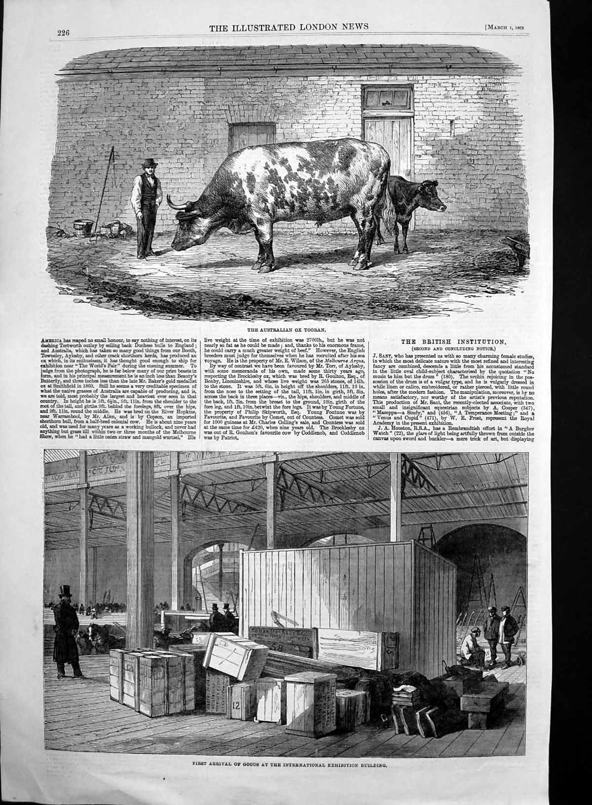 Antique Old Print Australian Ox Tooran Goods International Ex Building 1862
