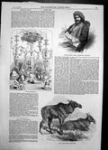 Original Old Antique Print Hormuzd Rassam Dunn Testimonial Elk Nova Scotia 1856