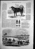 Antique Old Print Rifle Practice Kurrachee Esquimaux Dog Hms Enterprise 1856