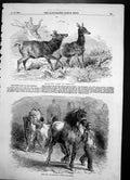 Antique Old Print Royal Stags Woodman Farmers Glory Horse Fair R Bonheur 1855