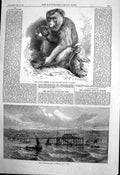 Antique Old Print Andaman Monkey Zoo New Promenade Pier Douglas Isle Man 1869