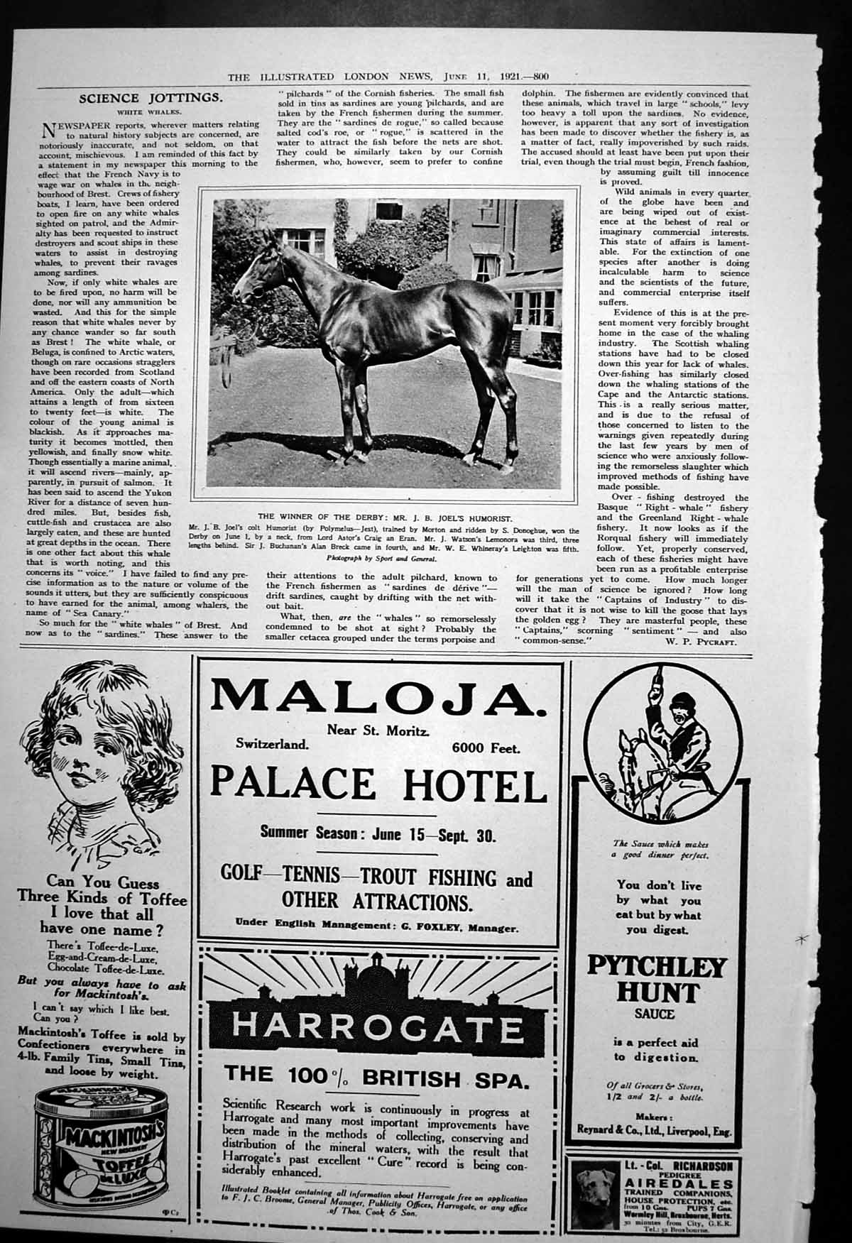 Old Print Derby Winner Joels Humorist Maloja St Moritz Palace Hotel 1921 20th