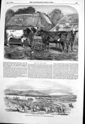 Old Antique Print Short Horn Cattle Races Plain Wairarapa Wellington 1853 19th
