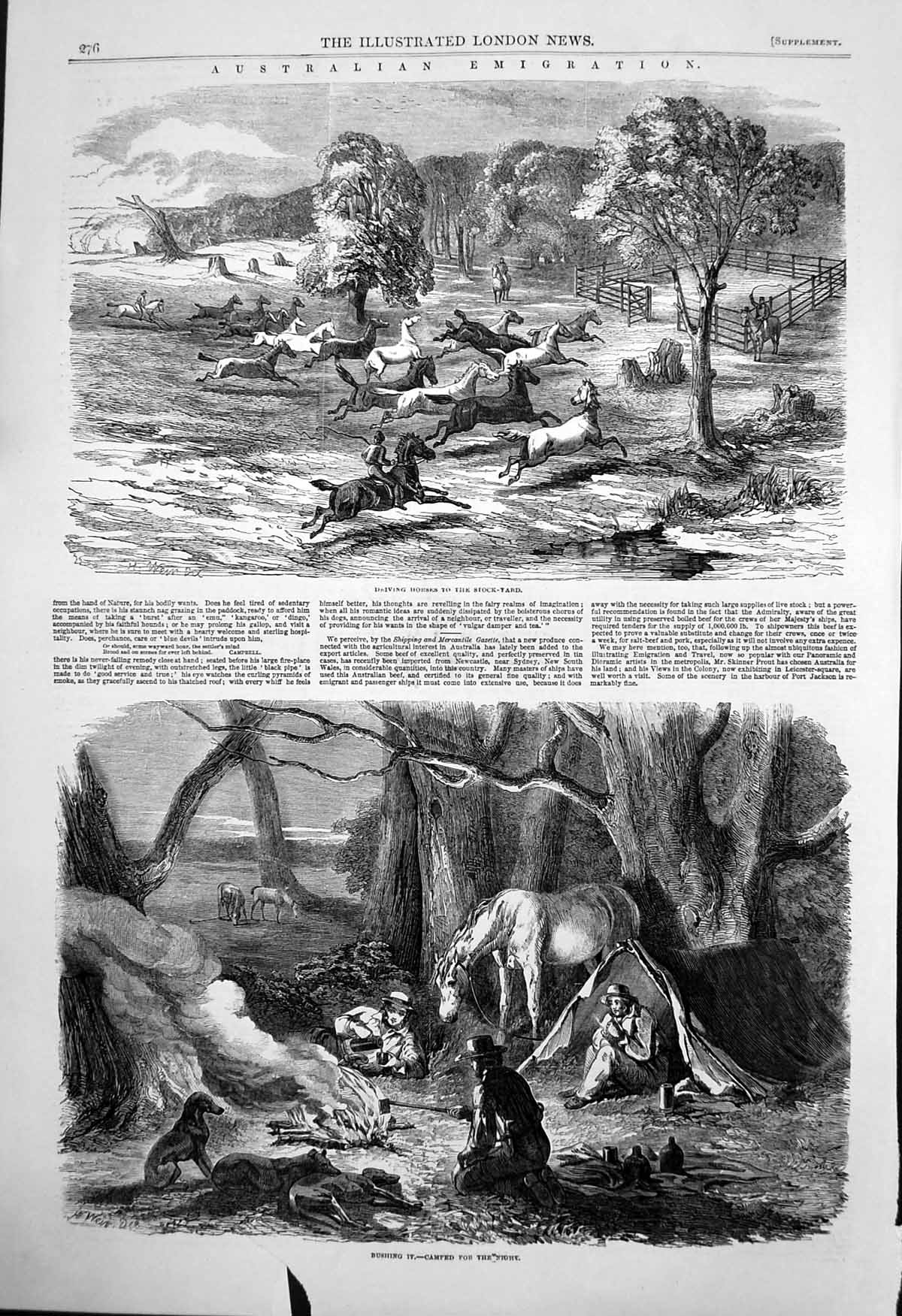 Old Print Australian Emigration Driving Horses Stock Yard Bush Camp 1850 19th