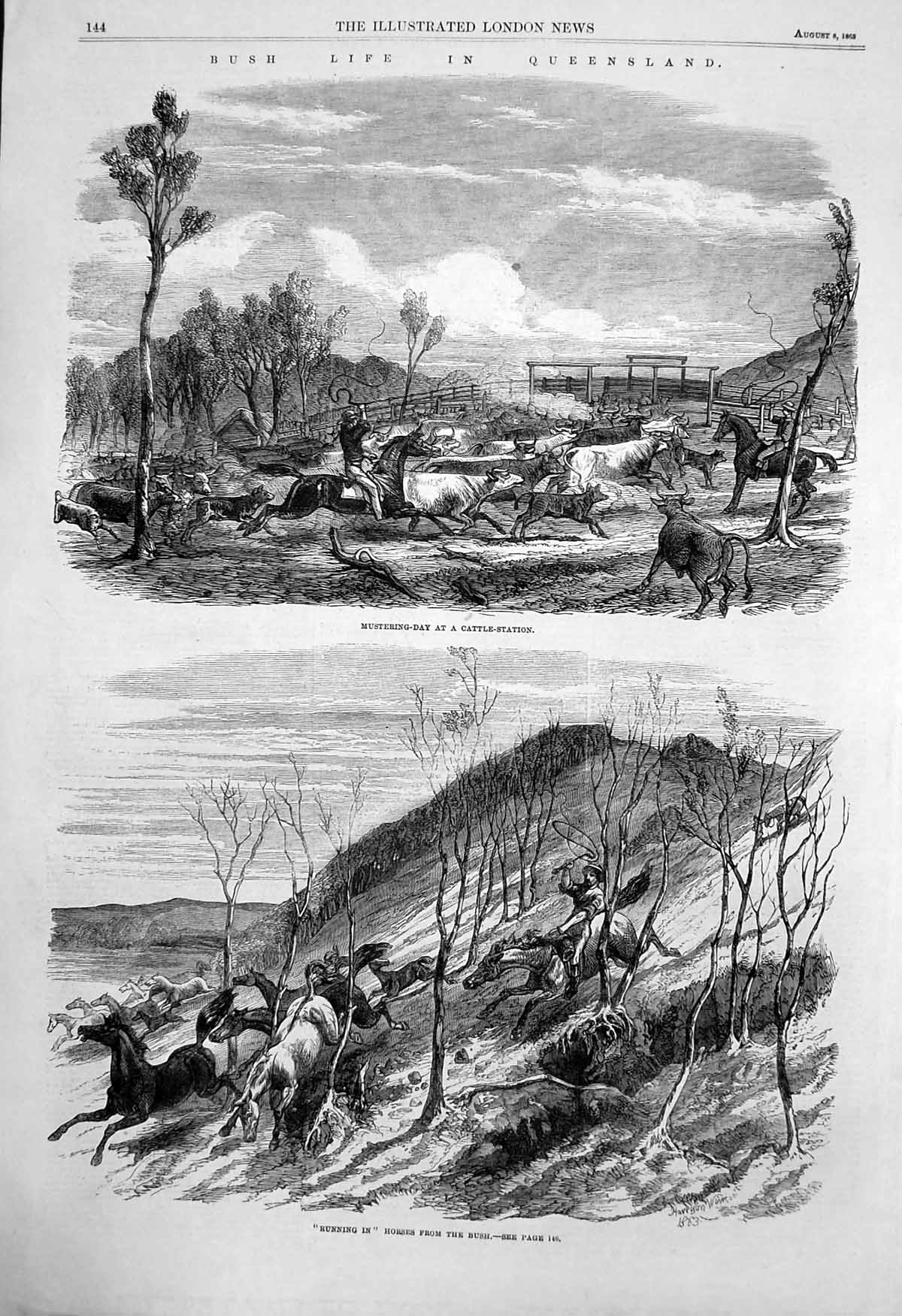 Antique Print Bush Life Queensland Running In Horses Mustering Cattle 1863 19th