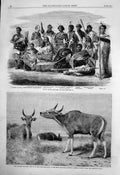 Antique Print Native Chiefs New Zealand Banteng Young Wild Ox Pegu Zoo 1863