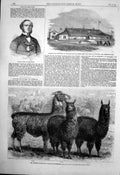 Antique Print Captain Moir Trent Mr Ledgers Alpacas Llamas Sophienburg 1861