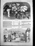 Old Antique Print Flower Cotton Plant Street Baltomore Maryland U S 1856 19th