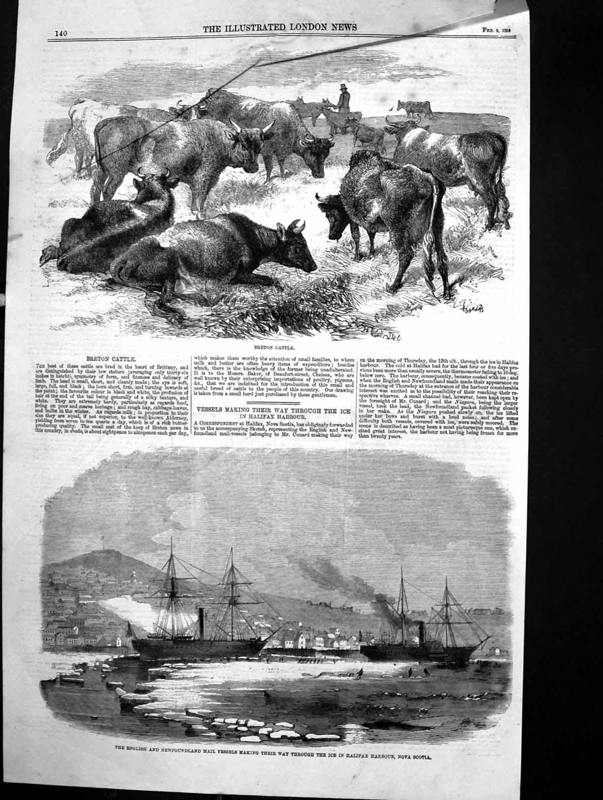 Old Print Breton Cattle Ice Halifax Harbour Mail Vessels Nova Scotia 1859 19th