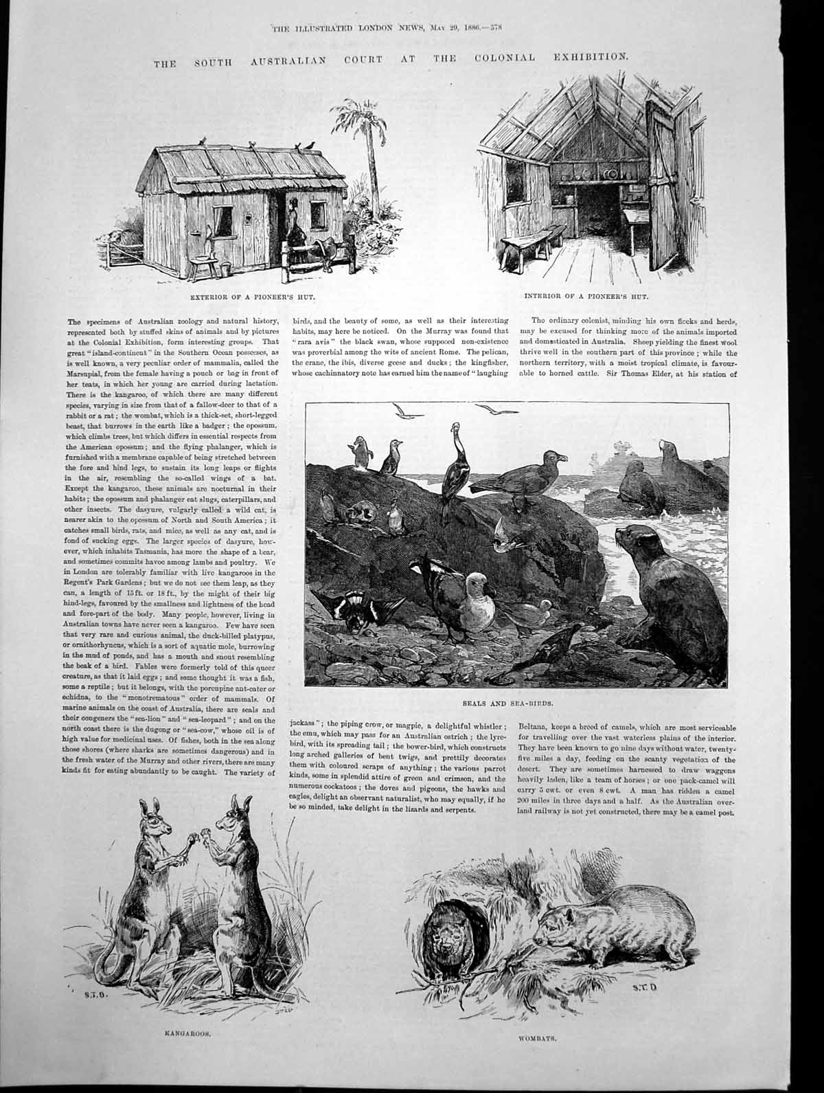 Antique Print Colonial Exhibition S Australia Wombats Kangaroos Seals 1886 19th