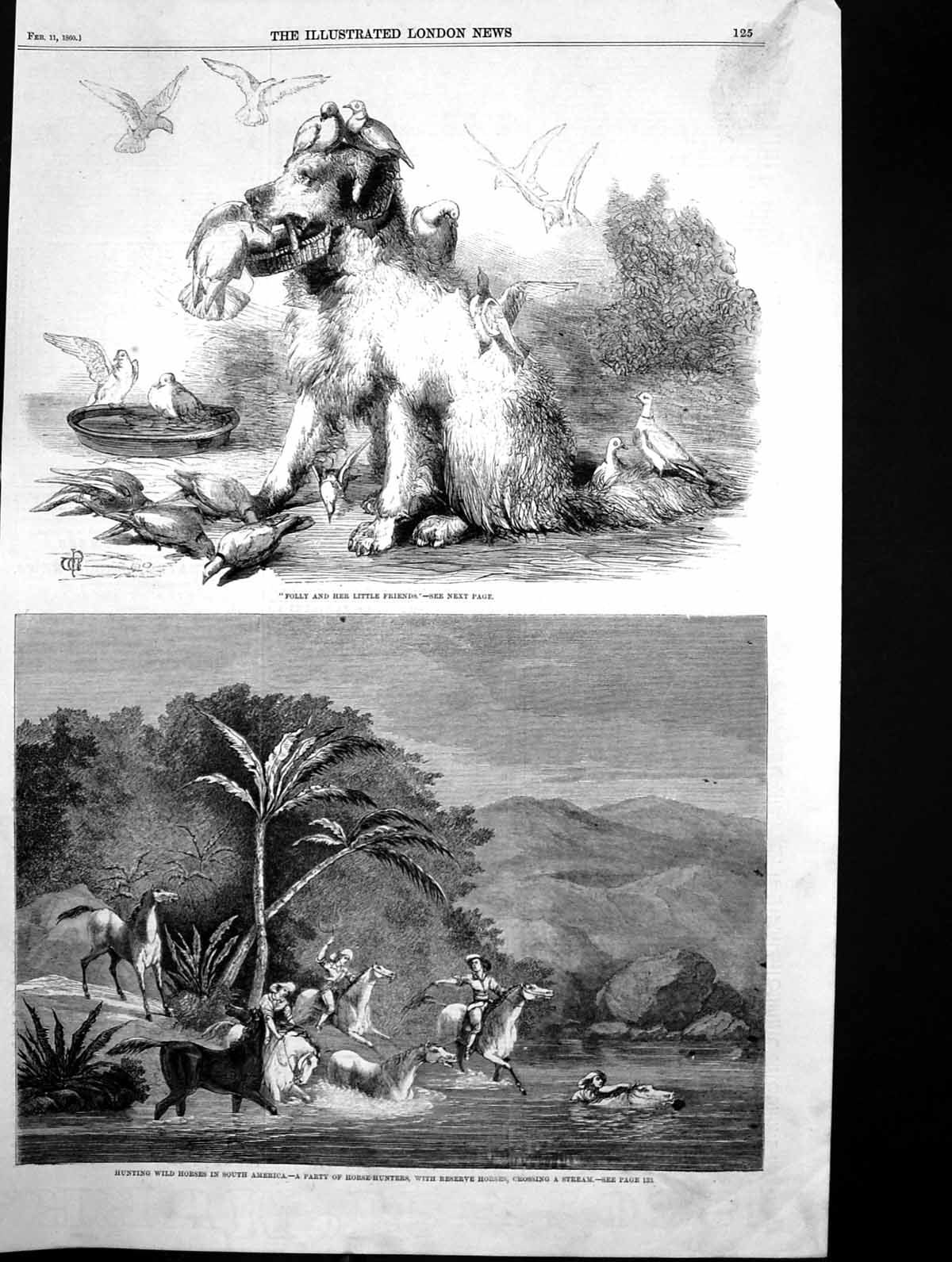 Antique Old Print Folly Little Friends Hunting Wild Horses South America 1860