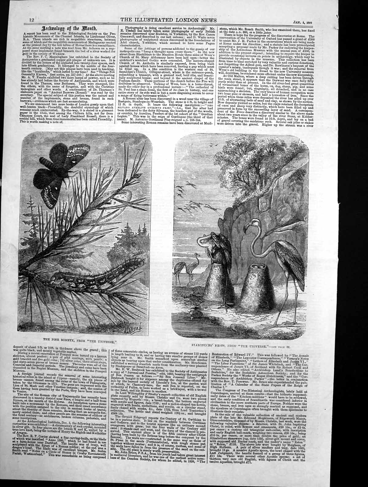 Antique Old Print Pine Bombyx From Universe Flamingoes Nests Universe 1870 19th