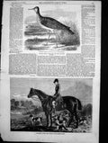 Antique Print Sandpiper Shot Cambridge Capt P Williams Rufford Hounds 1855 19th