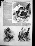 Antique Print Grey Breasted Hill Toucan Groove Billed Aracari Toucanet 1855