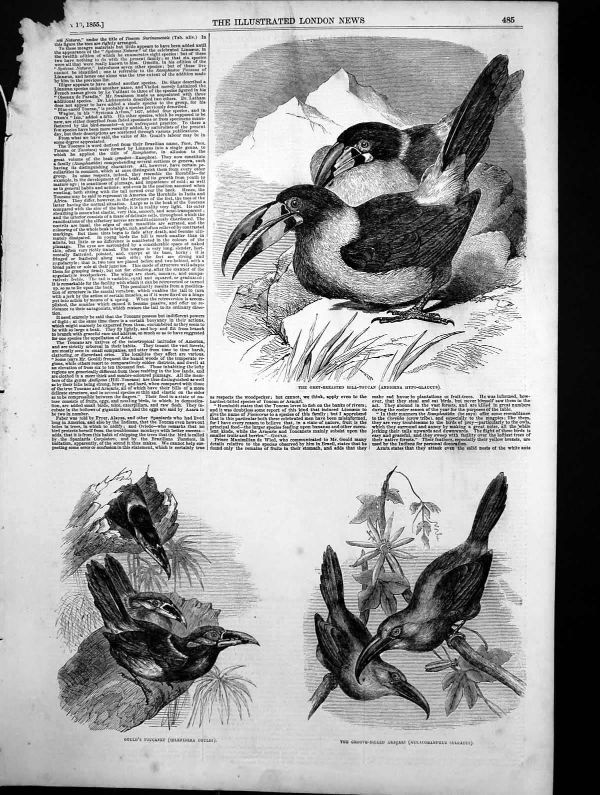 Antique Print Grey Breasted Hill Toucan Groove Billed Aracari Toucanet 1855